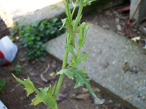 Urospermum cfr. picroides